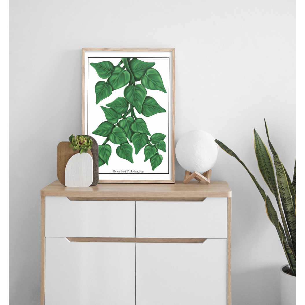 Heart Leaf Philodendron - Luxe Foliage