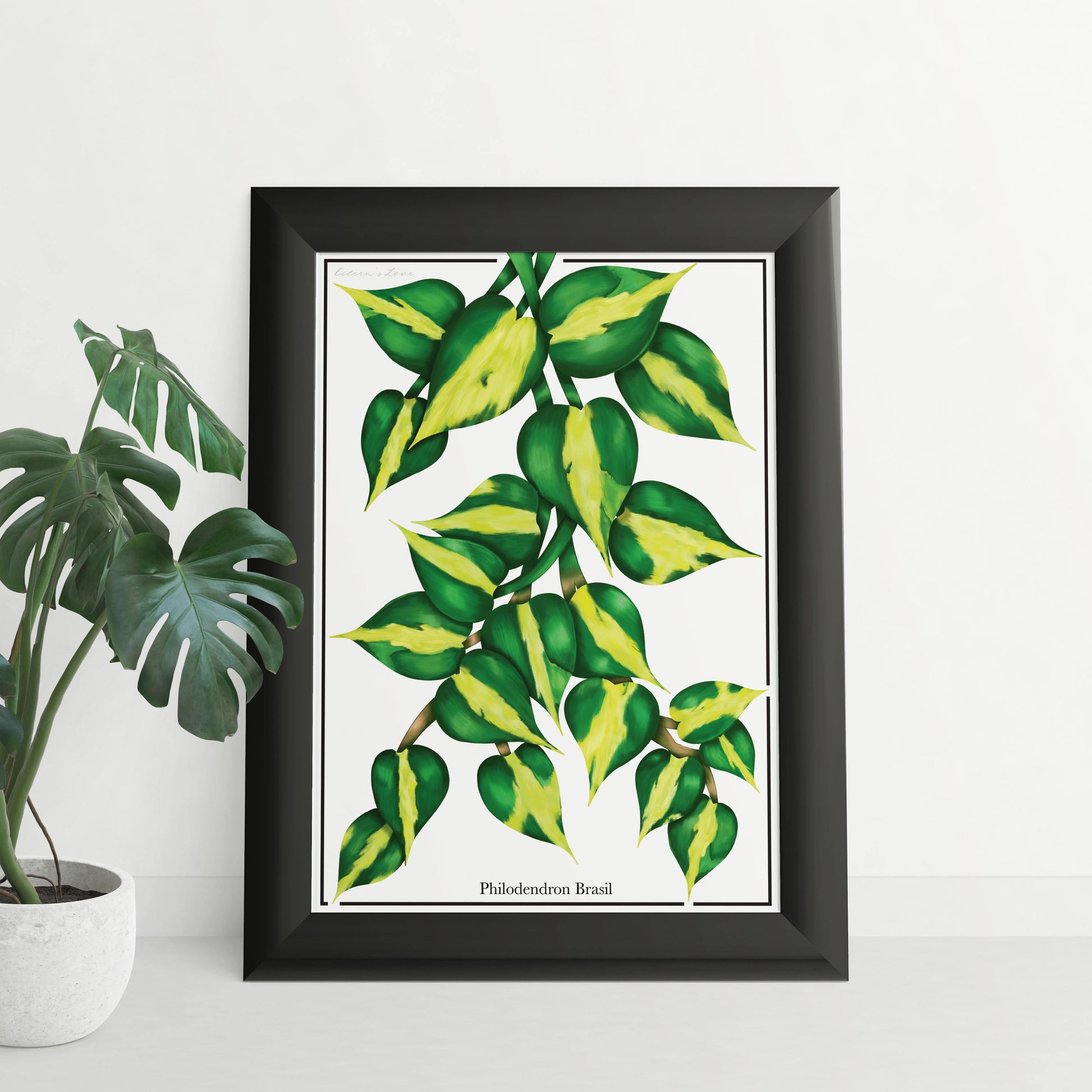 Philodendron Brasil - Luxe Foliage