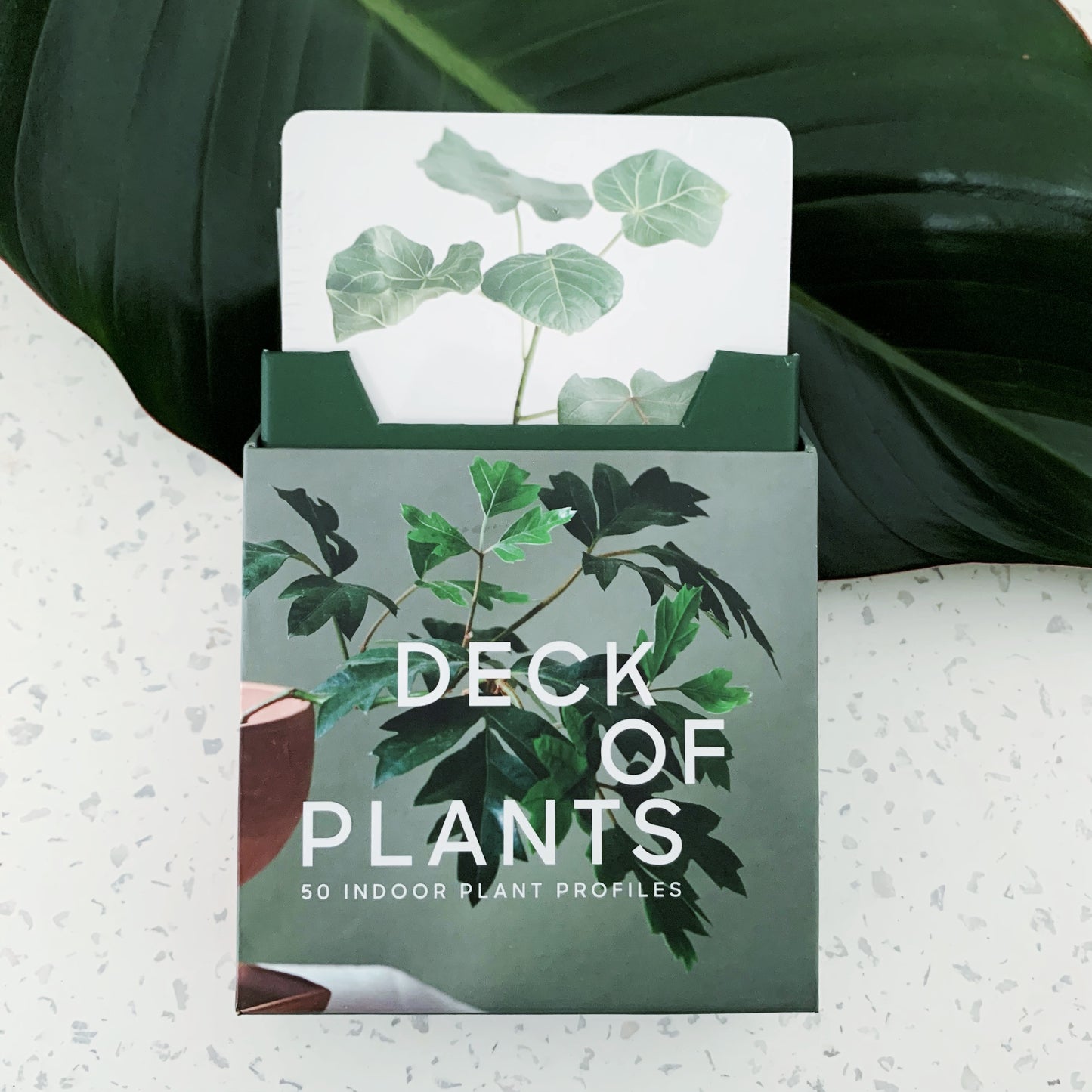 The Leaf Supply Deck of Plants