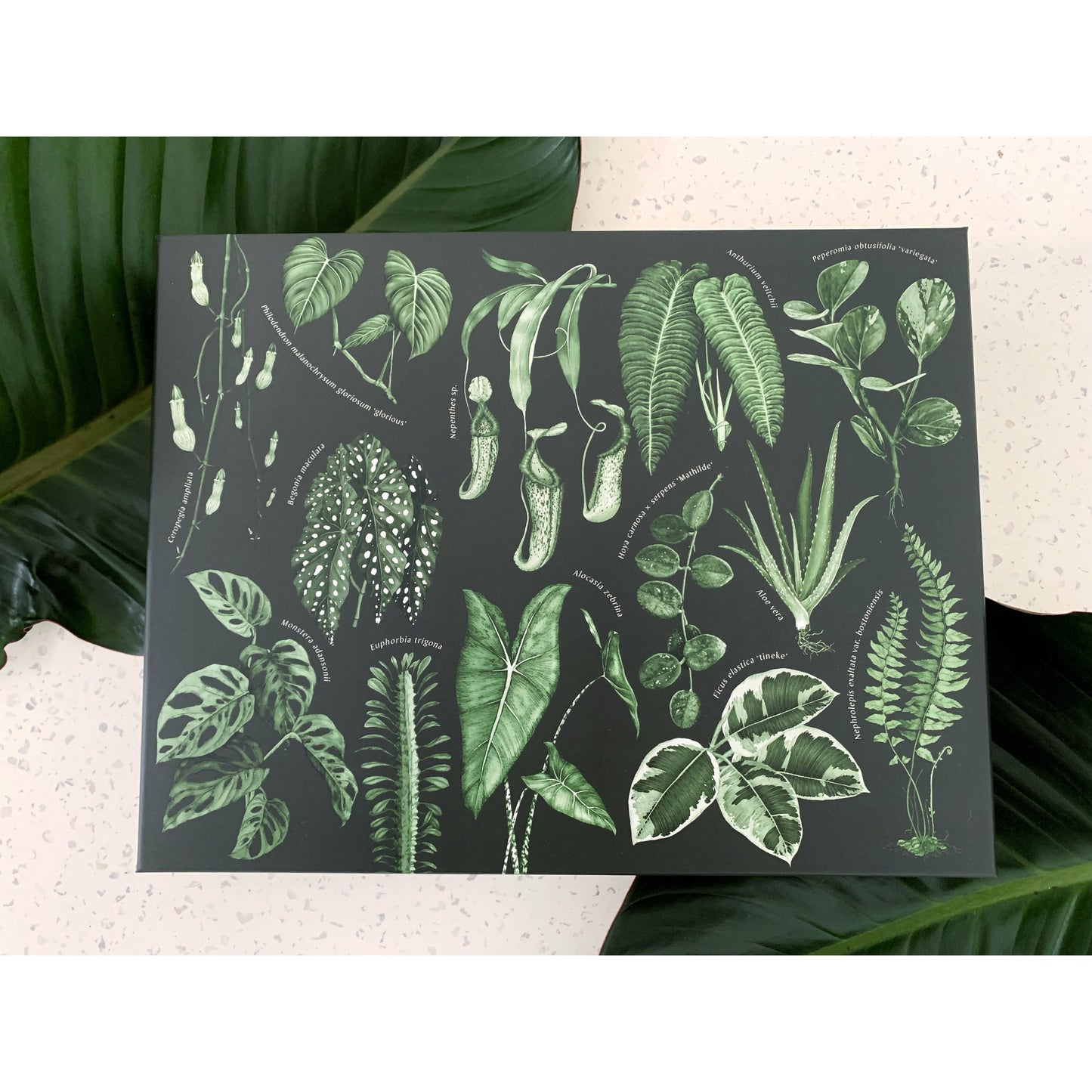 The Houseplant Collection Puzzle