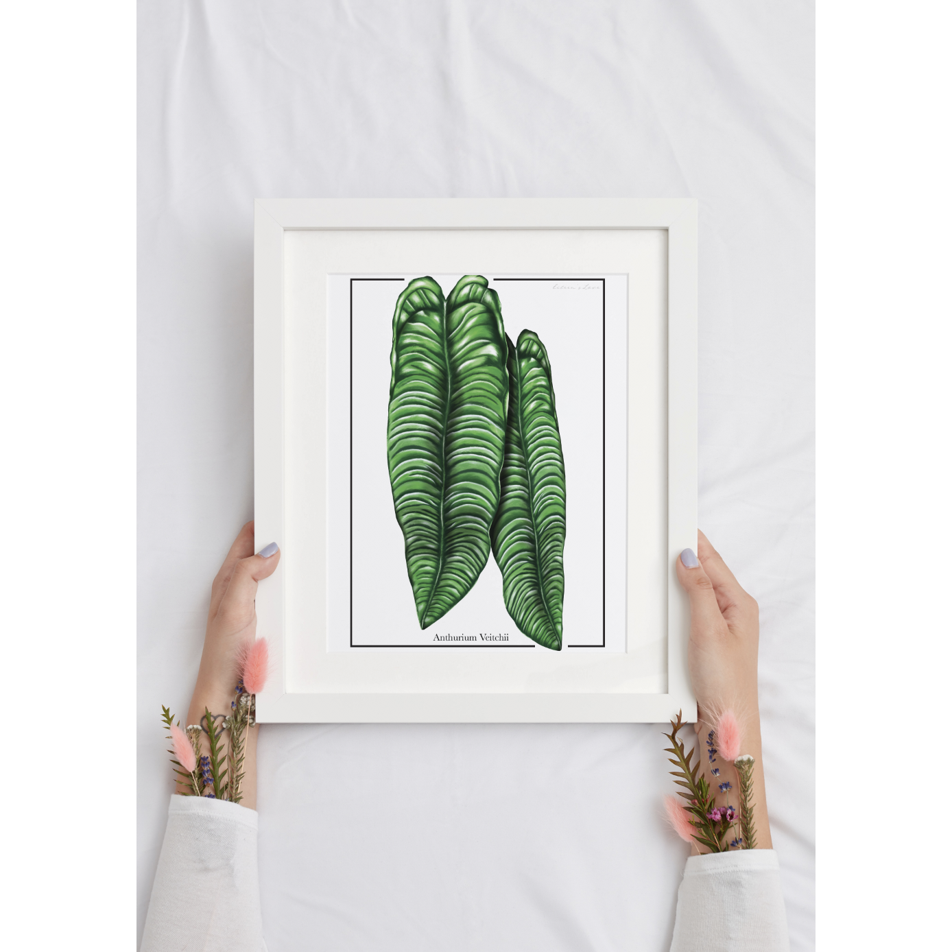 Anthurium Veitchii framed artwork being held by hands with flowers coming out from shirt sleeve
