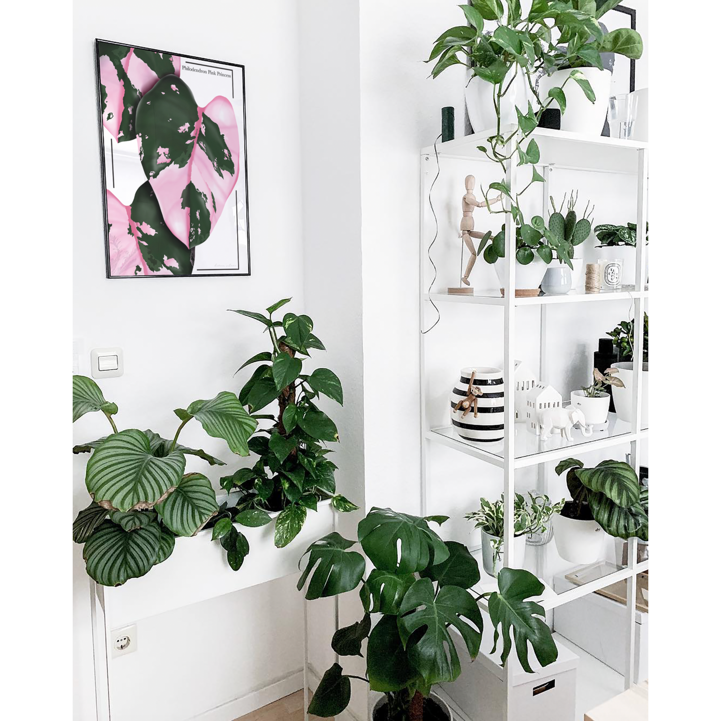 Philodendron Pink Princess - Luxe Foliage