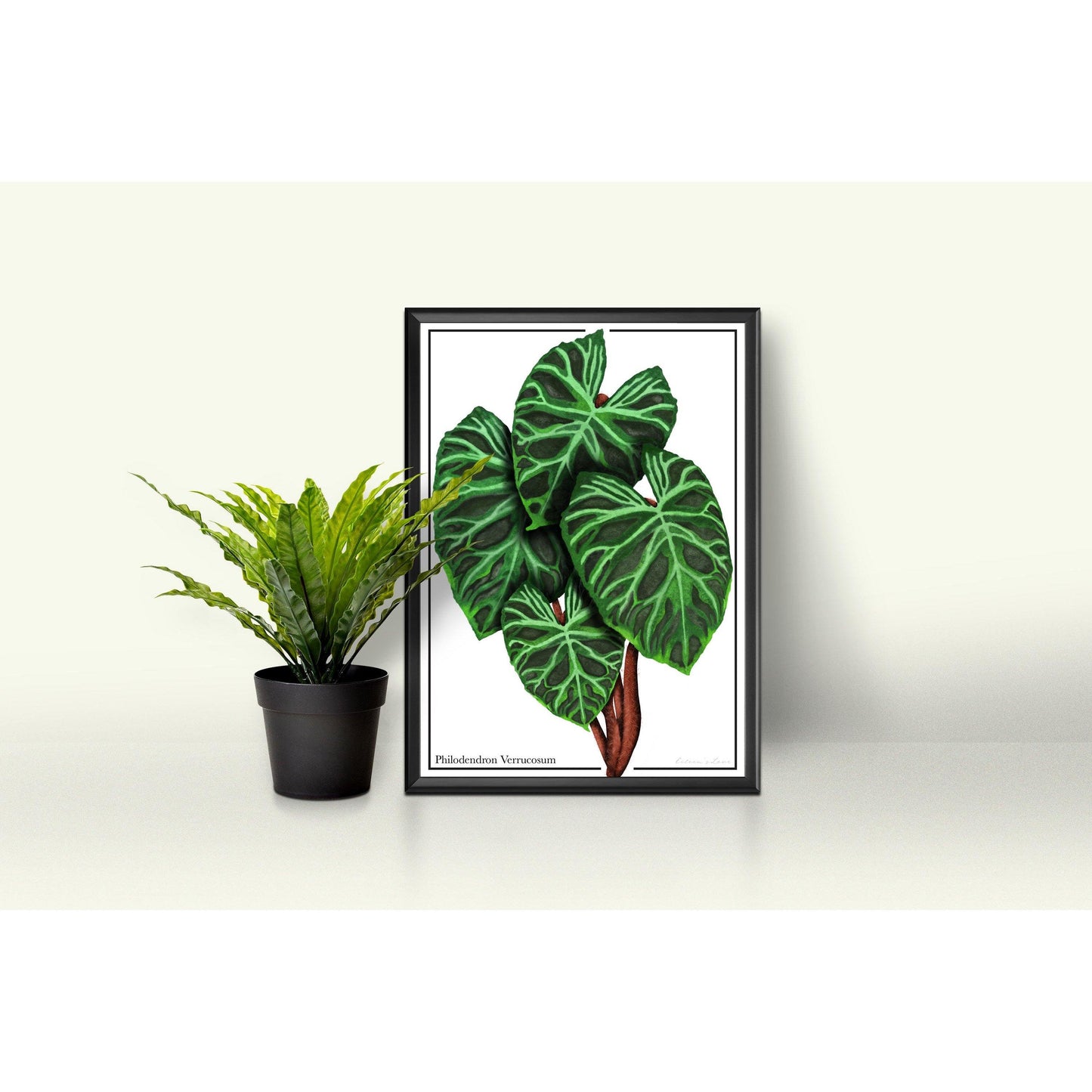 Philodendron Verrucosum - Luxe Foliage