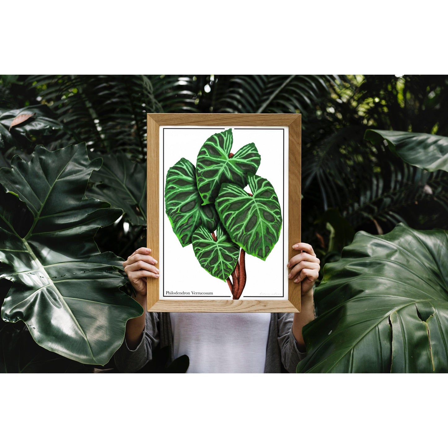 Philodendron Verrucosum - Luxe Foliage